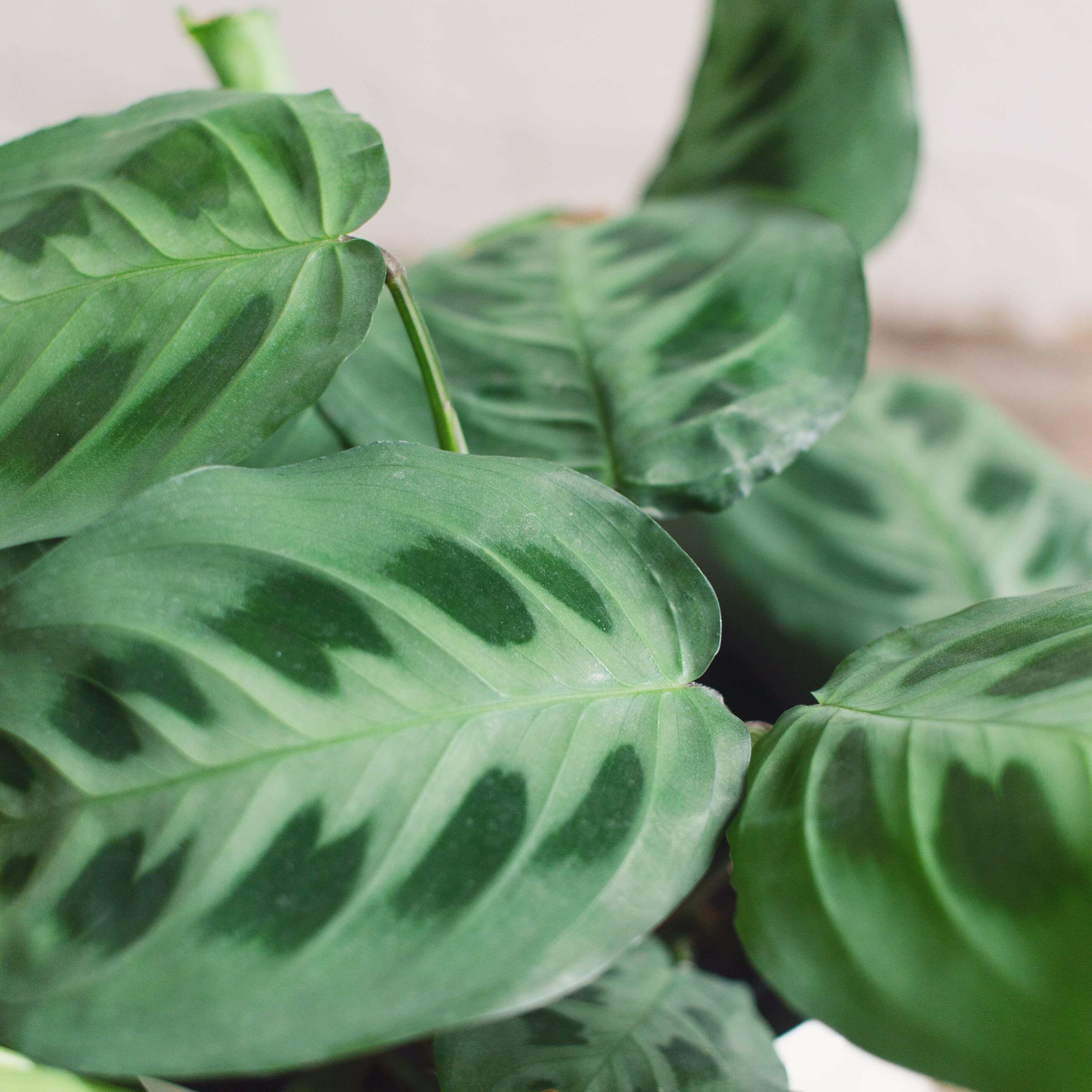 Maranta Leuconeura 'kerchoveana' - Imagen 3